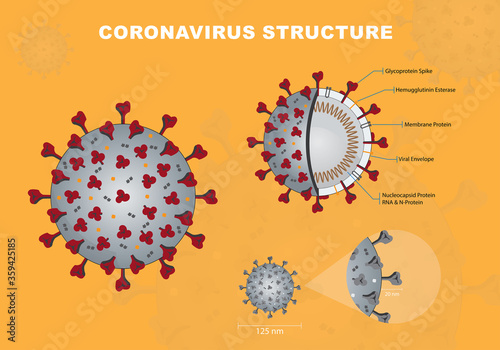 Coronavirus cross section model. Coronavirus - Enveloped virus structure vector illustration