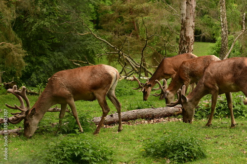 im Wildpark