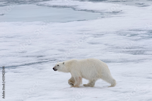 Polar bear  Ursus maritimus   female walking on pack ice  Svalbard Archipelago  Barents Sea  Arctic  Norway