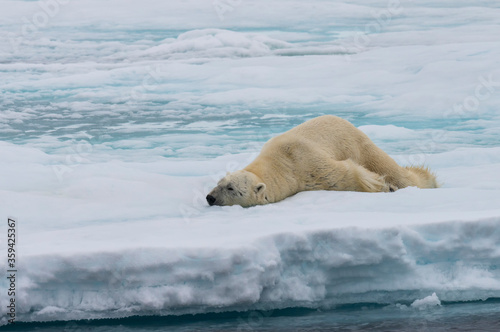 Polar bear (Ursus maritimus), male stretching on pack ice, Svalbard Archipelago, Barents Sea, Arctic, Norway