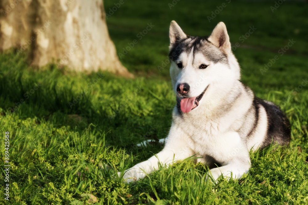 A portrait of Siberian husky at city park at evening. A grey & white male husky dog lies on green grass. He has brown eyes. A big tree trunk and lot of greenery are on background.