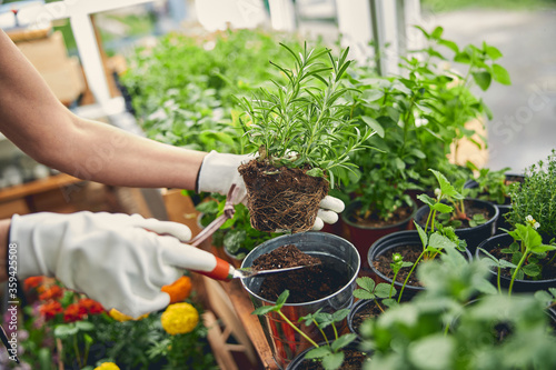 Canvas-taulu Female in gloves transplanting a rosemary seedling