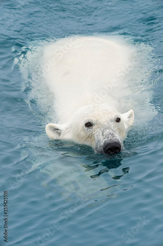 Polar Bear (Ursus maritimus) swimming, Svalbard Archipelago, Norway
