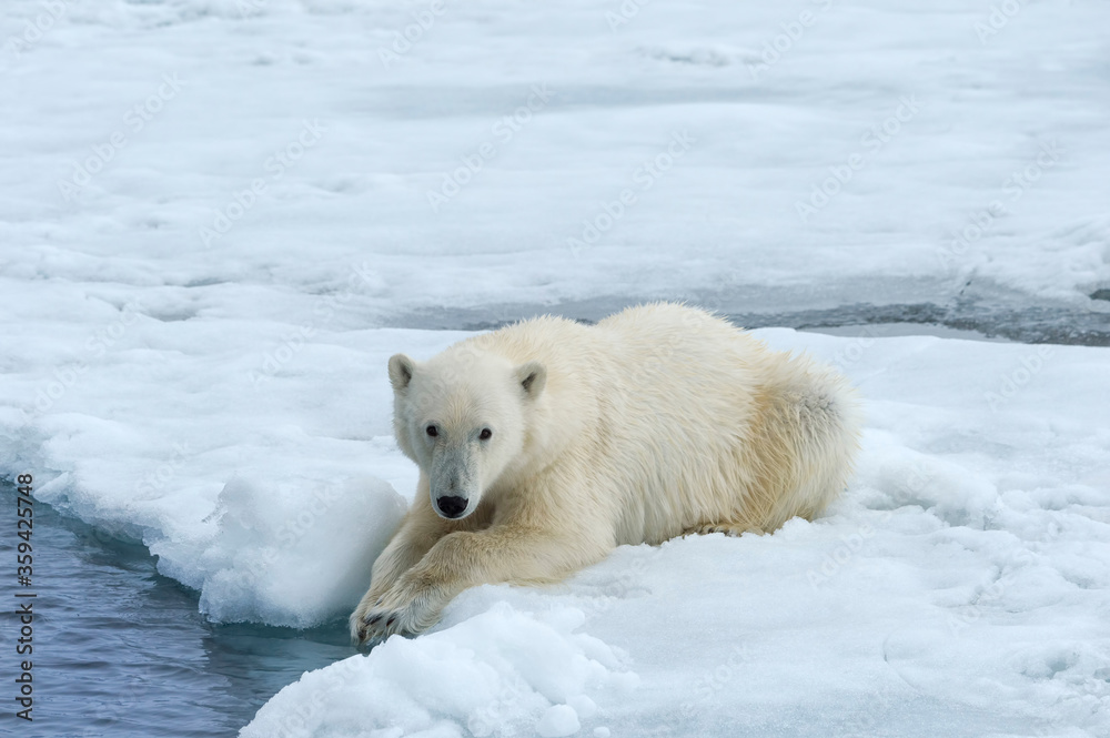 Polar Bear (Ursus maritimus) on Pack ice, Svalbard Archipelago, Norway Polar Bear (Ursus maritimus) on Pack ice, Svalbard Archipelago, Norway