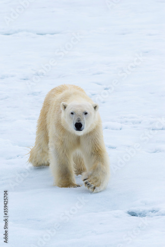 Polar Bear (Ursus maritimus) walking over pack ice, Svalbard Archipelago, Norway