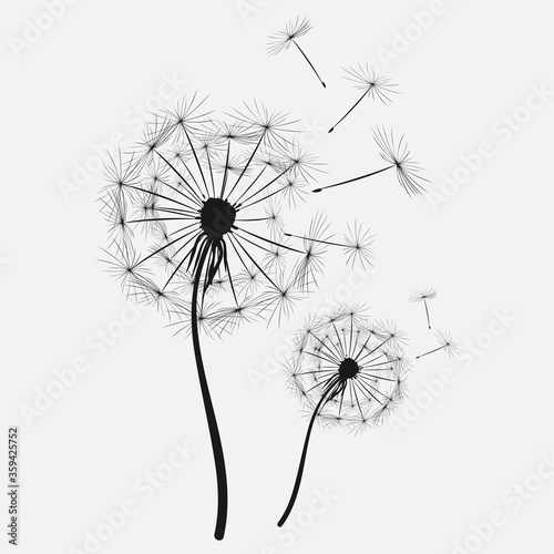 Black silhouette with flying buds of a dandelion on a white background