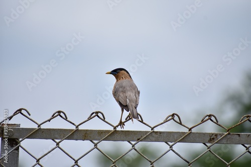 bird on the fence