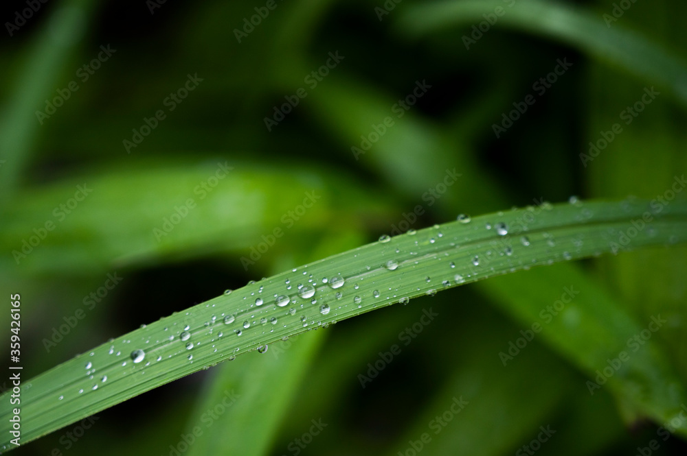 草 草
