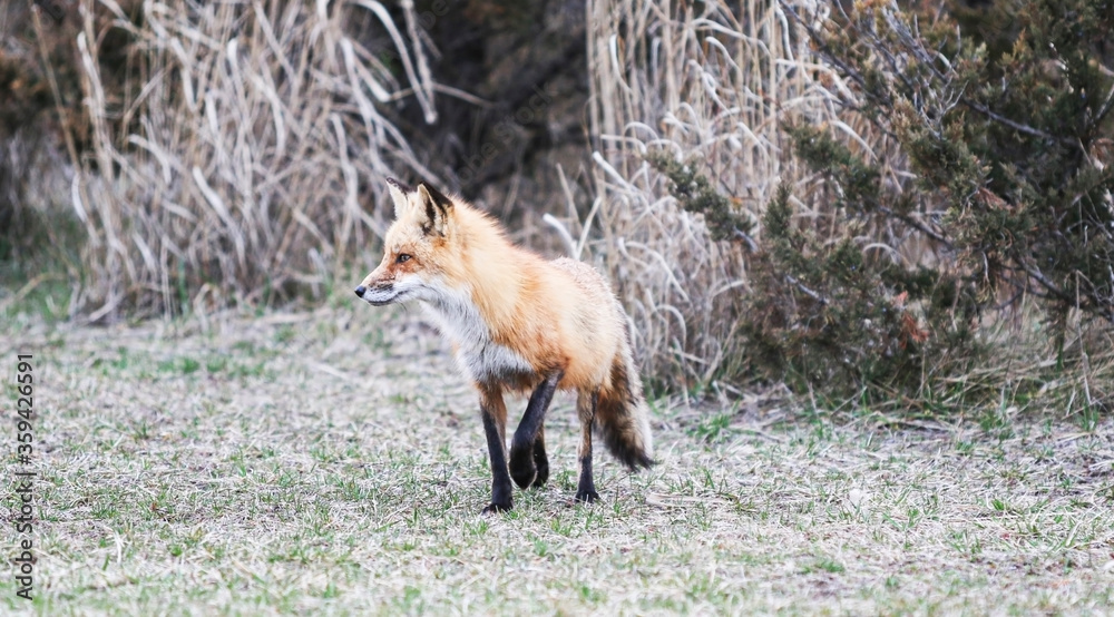 Wild fox looking for food