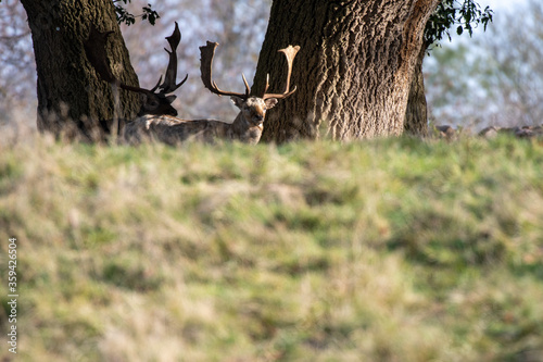 Fallow deer (Dama dama) stag pictured in parkland in the autumn