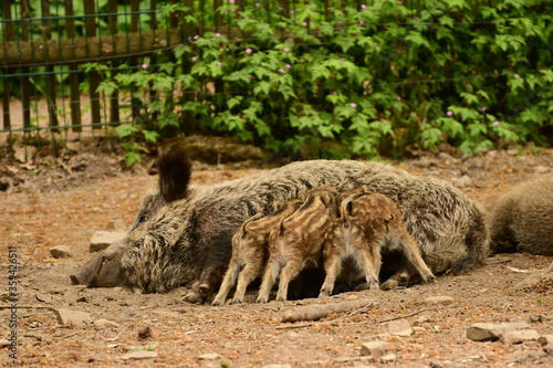 Wildschweinfamilie © Imken