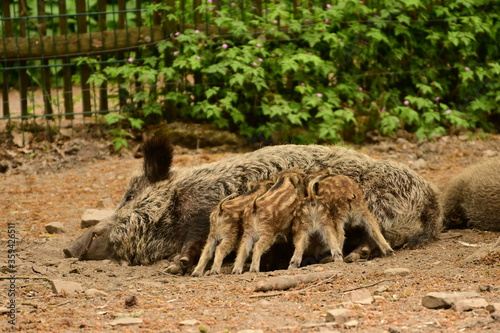 Wildschweinfamilie