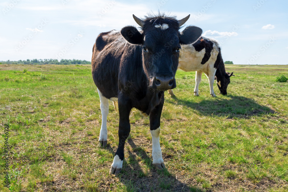 Cows graze on a green meadow. Rural landscape. Pasture in the village in summer and blue sky Cows graze on a green meadow. Rural landscape. Pasture in the village in summer and blue sky