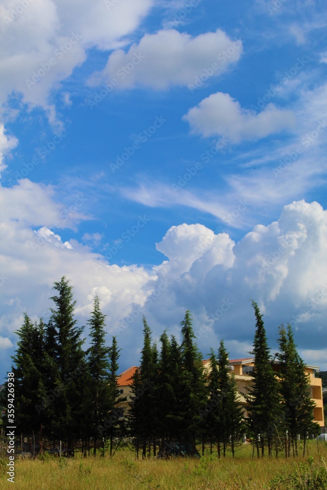 clouds over the forest clouds over the forest