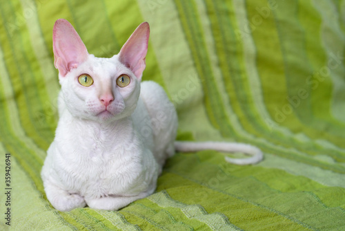 Cuadro en lienzo White Cornish Rex cat lying on the couch at home.