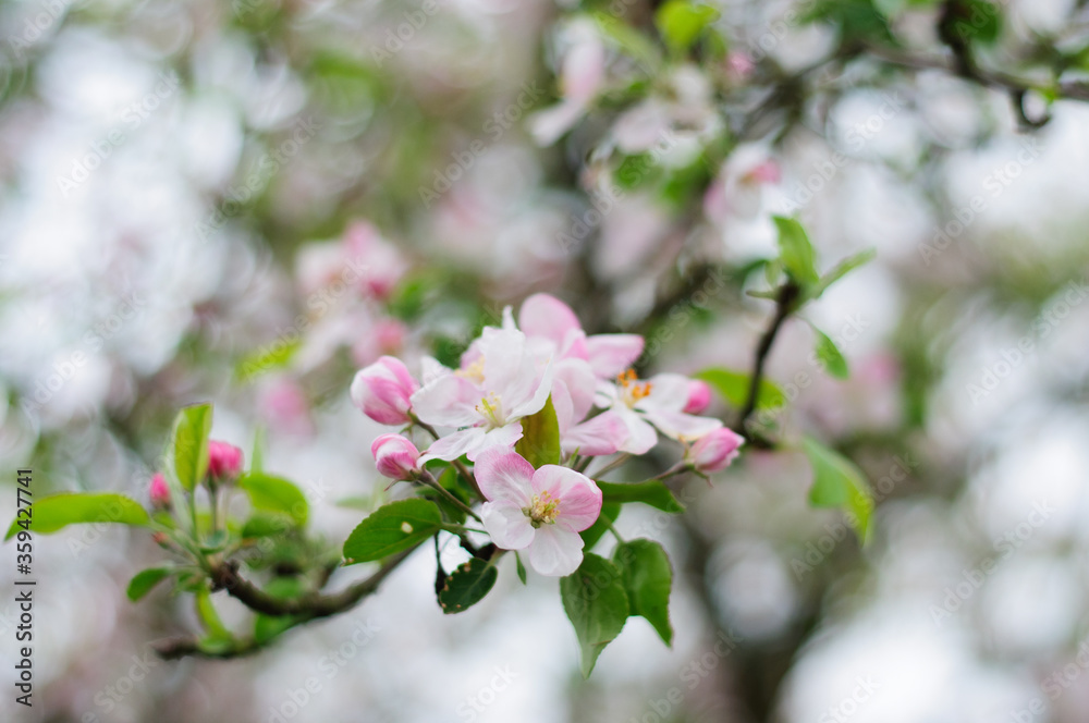 flowering apple tree in spring