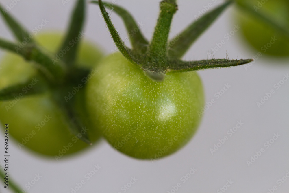 Close-up of tomato plants in the garden Close-up of tomato plants in the garden