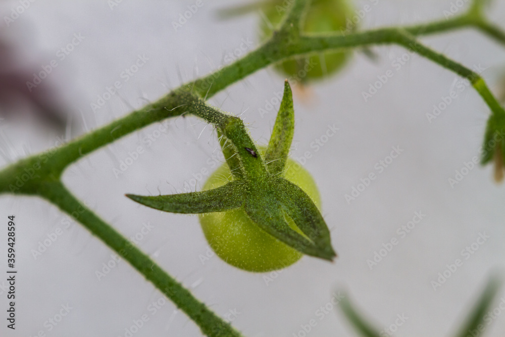 Close-up of tomato plants in the garden Close-up of tomato plants in the garden