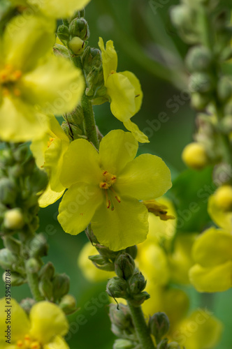 Verbascum densiflorum bright yellow denseflower in bloom, tall flowering herb medicinal plant photo