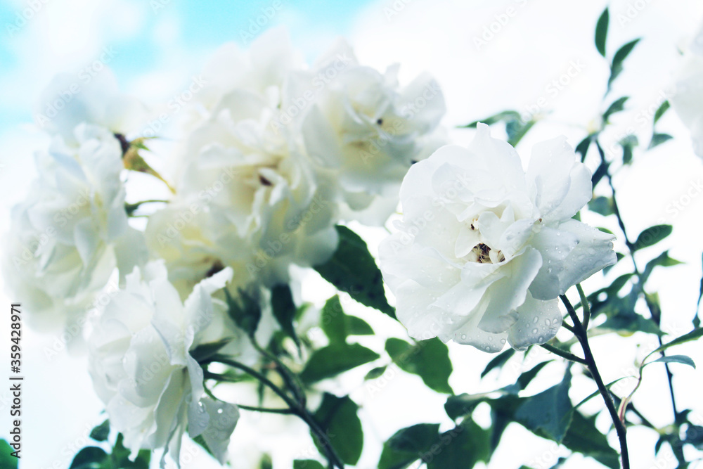 Fototapeta premium white flowers on blue sky background