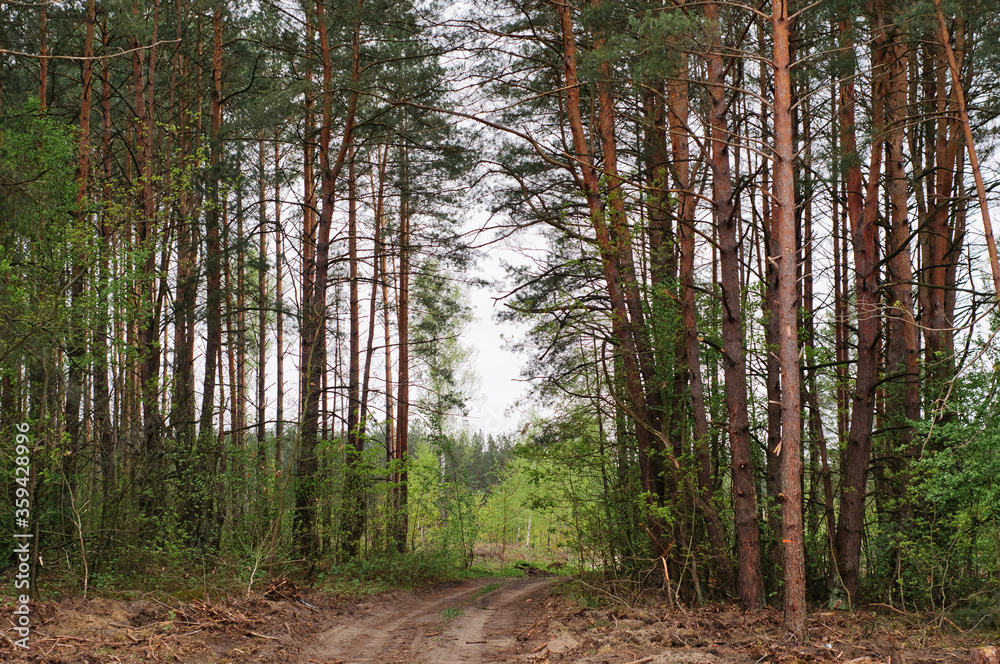 Obraz premium Forest pine trees in spring. Pine forest landscape. Forest scene. Spring forest