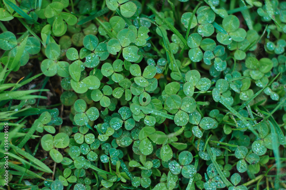 Closeup the Water Droplet on a Three-leaf Clover on Blurry Clover Field after the Rain Closeup the Water Droplet on a Three-leaf Clover on Blurry Clover Field after the Rain