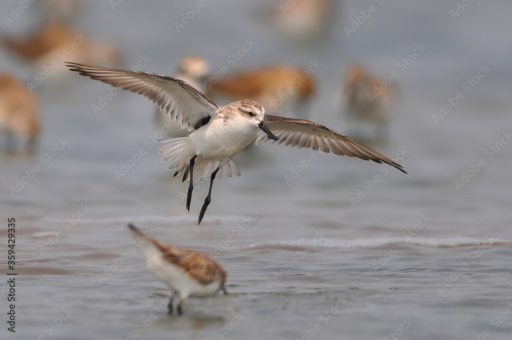 Obraz premium Spoon-billed Sandpiper flying,The most rare and endangered bird