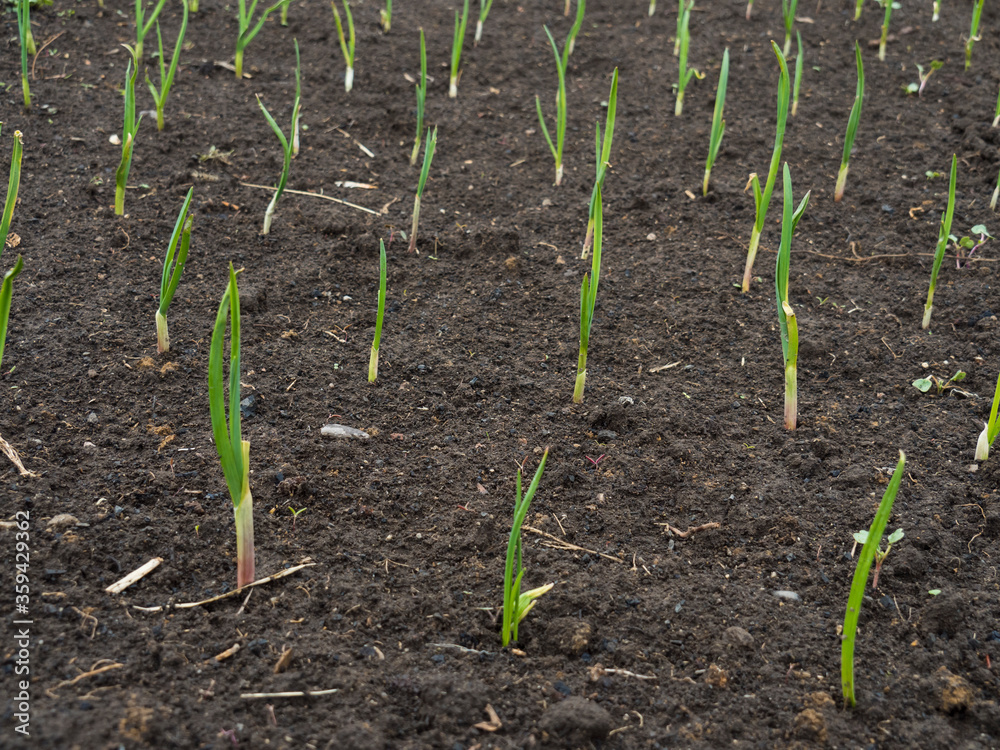 Small green onion sprouts on a bed of black earth, side view. Small green onion sprouts on a bed of black earth, side view.