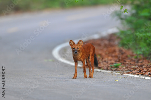 Asian Wild Dog or Dhole ,Reddish brown or gray-brown hair Bushy tail, long bush Live in dense forests Living in a flock at dawn and blazing © chamnan phanthong