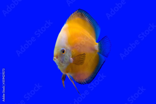 Yellow pompadour or Discus fish on blue background