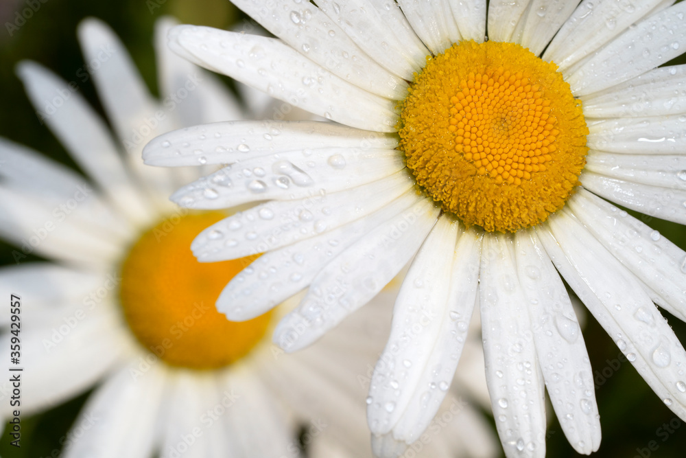 Fototapeta premium Leucanthemum vulgare, commonly known as the ox-eye daisy, oxeye daisy, dog daisy. Morning dew flowers close-up. Top view.