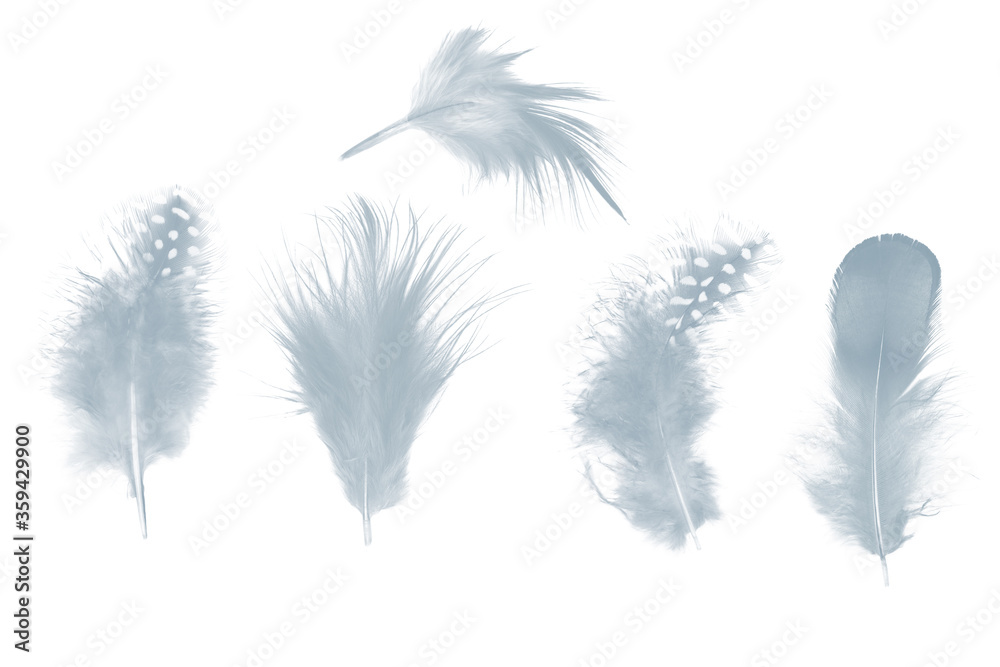 Beautiful collection gray , baby blue feather isolated on white background