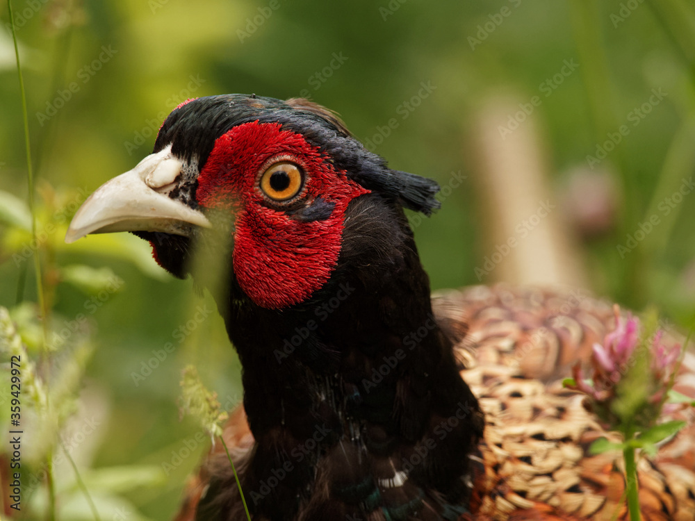 A close up head shot of a male pheasant (Phasianus colchicus) walking through tall grass at Anglers Country Park, Wakefield