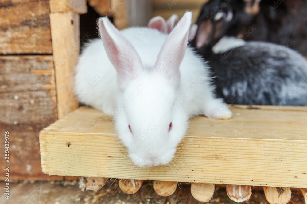 Obraz premium Many different small feeding rabbits on animal farm in rabbit-hutch, barn ranch background. Bunny in hutch on natural eco farm. Modern animal livestock and ecological farming concept.
