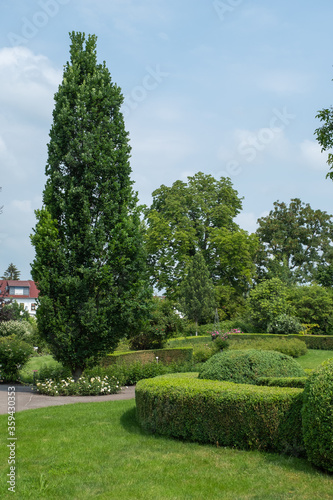 Tableau sur toile Quercus robur 'Fastigiata Koster' Säuleneiche