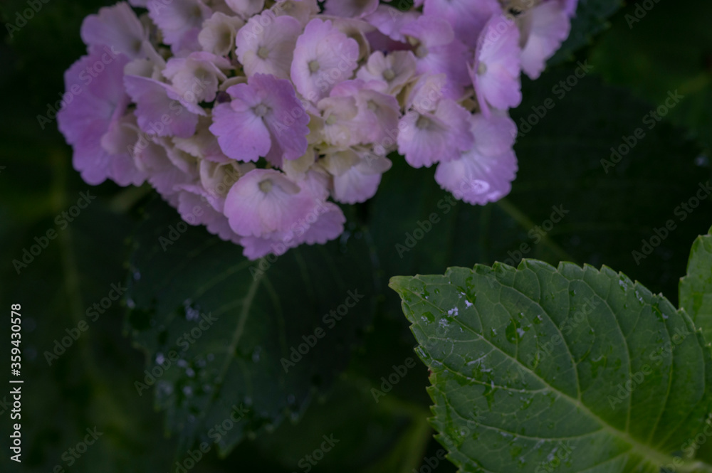 紫陽花 紫陽花