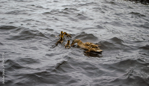 Cute duck families are on Onega Lake, Petrozavodsk, Karelia region. © Oleksandr
