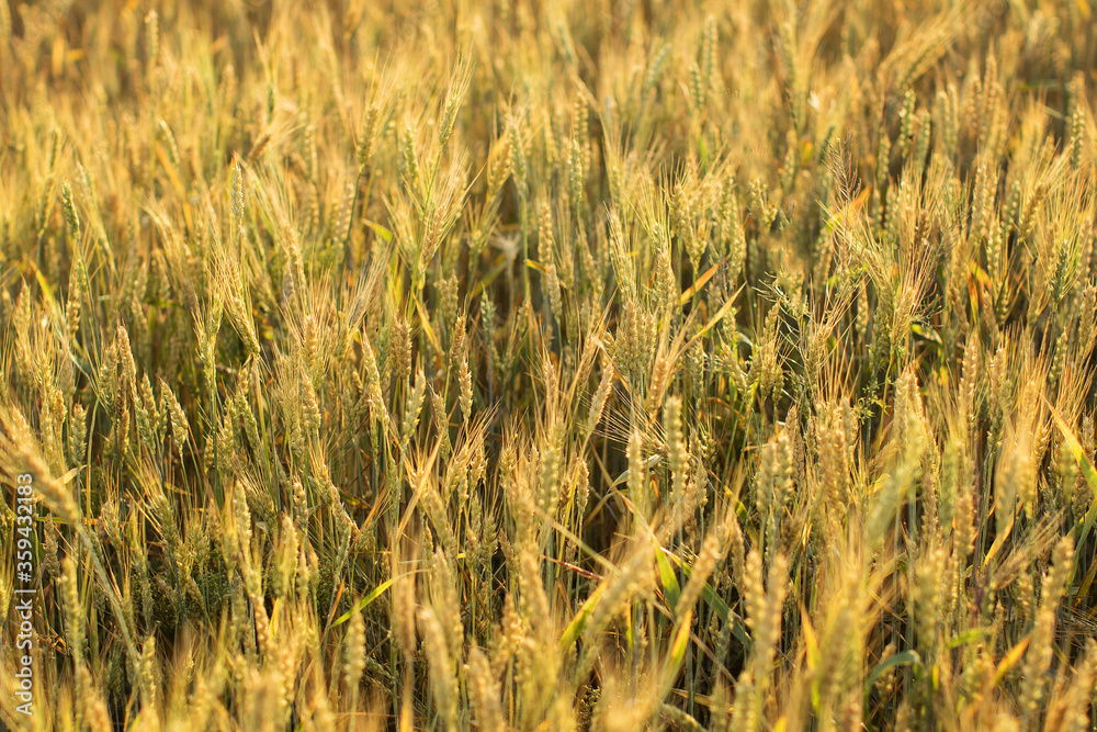 Wheat field background. Wheat field background.