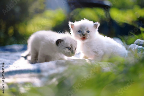 Beautiful white kittens play in nature