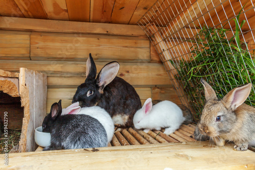 Many different small feeding rabbits on animal farm in rabbit-hutch, barn ranch background. Bunny in hutch on natural eco farm. Modern animal livestock and ecological farming concept.
