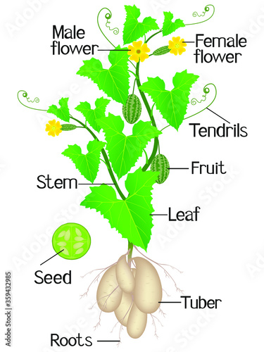 Parts of melothria scabra aka cucamelon or mouse melon plant on a white background.