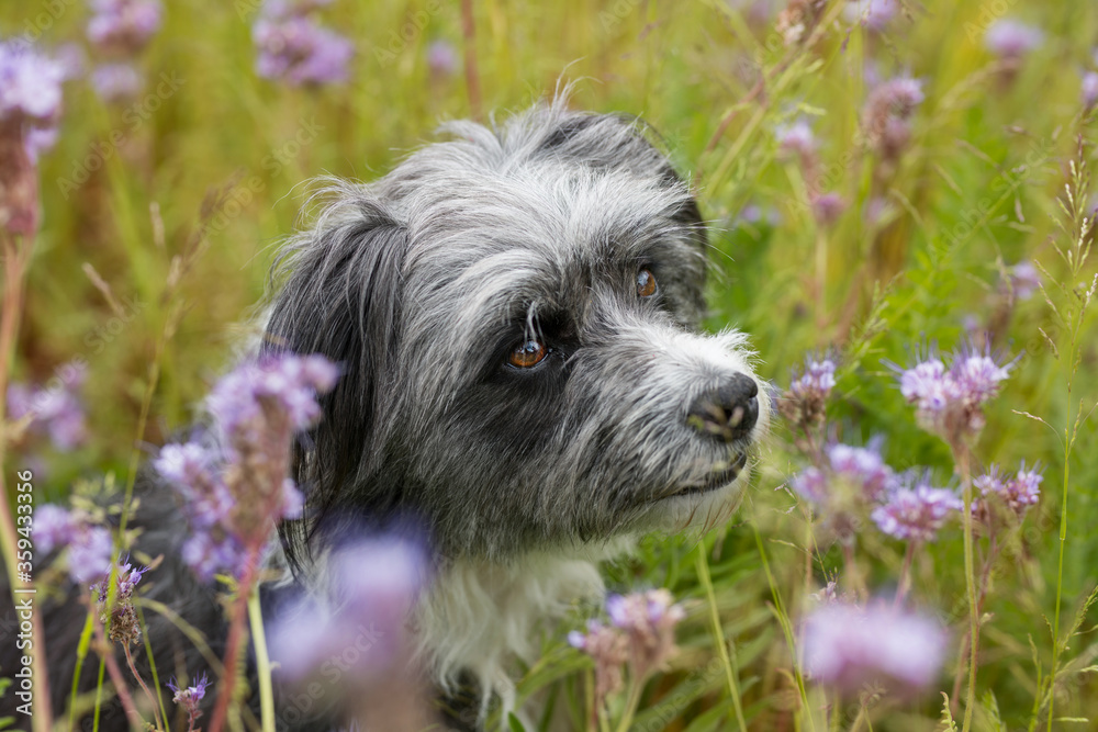 Cute dog with phacelia flowers Cute dog with phacelia flowers