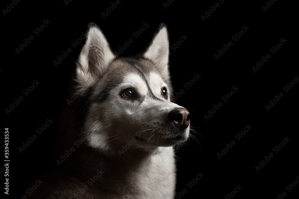 lovely isolated siberian husky dog profile close up head shot portrait against a black background lovely isolated siberian husky dog profile close up head shot portrait against a black background