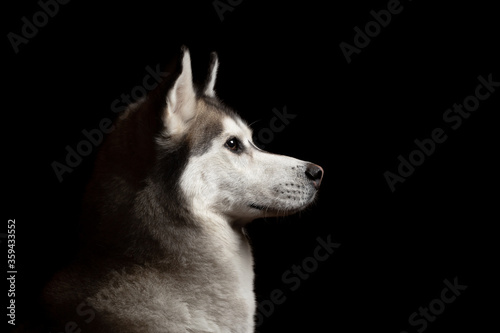 isolated siberian husky dog profile close up head shot portrait against a black background
