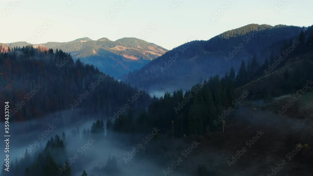 Dark forest with coniferous trees growing in hilly terrain misty morning in nature