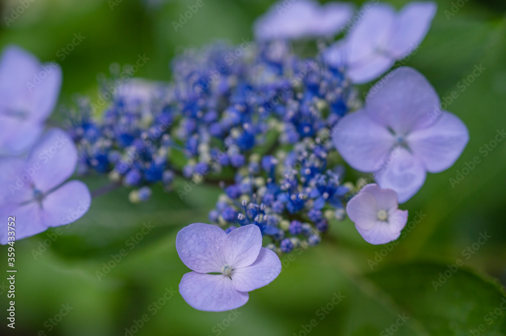 紫陽花 紫陽花