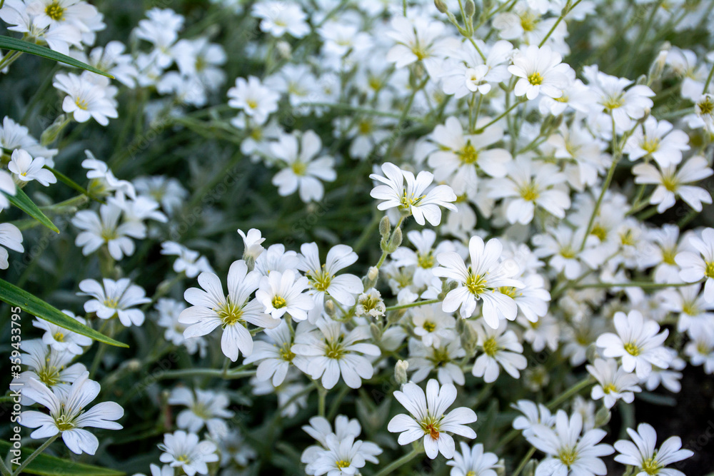 White anemone flowers blossomed on the flowerbed White anemone flowers blossomed on the flowerbed