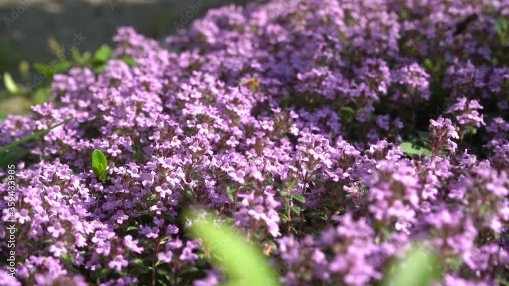 Bees are flying and collecting pollen from blooming violet thyme Bees are flying and collecting pollen from blooming violet thyme