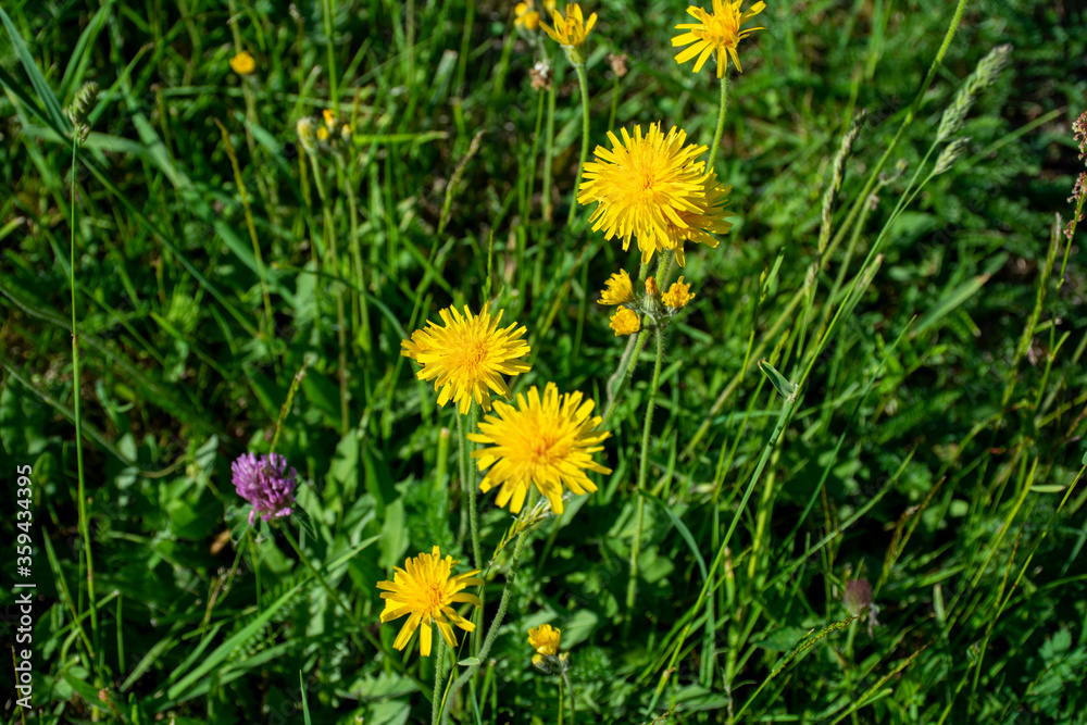 Beautiful dandelions blossomed on the flowerbed Beautiful dandelions blossomed on the flowerbed
