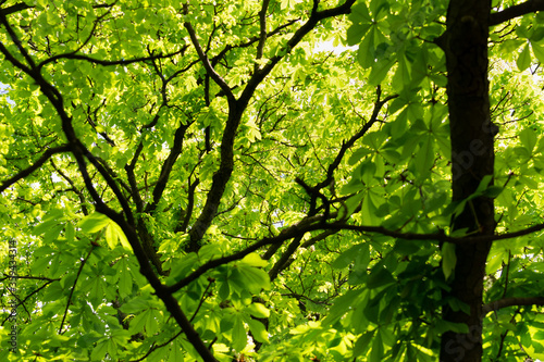 Young Light Green Spring Leaves in Sunshine Day © ange1011